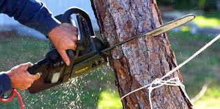 Best Hazardous Tree Removal  in Folsom, CA