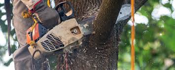 Best Commercial Tree Services  in Folsom, CA