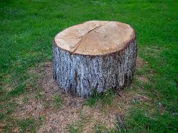 Best Tree Cabling and Bracing  in Folsom, CA