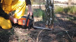 Folsom, CA Tree Removal Company