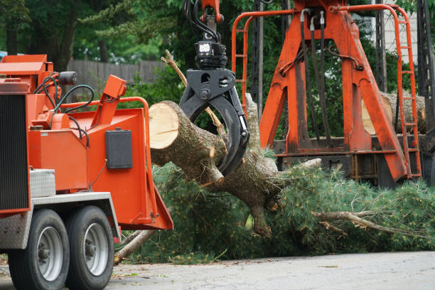 Best Aeration Services  in Folsom, CA